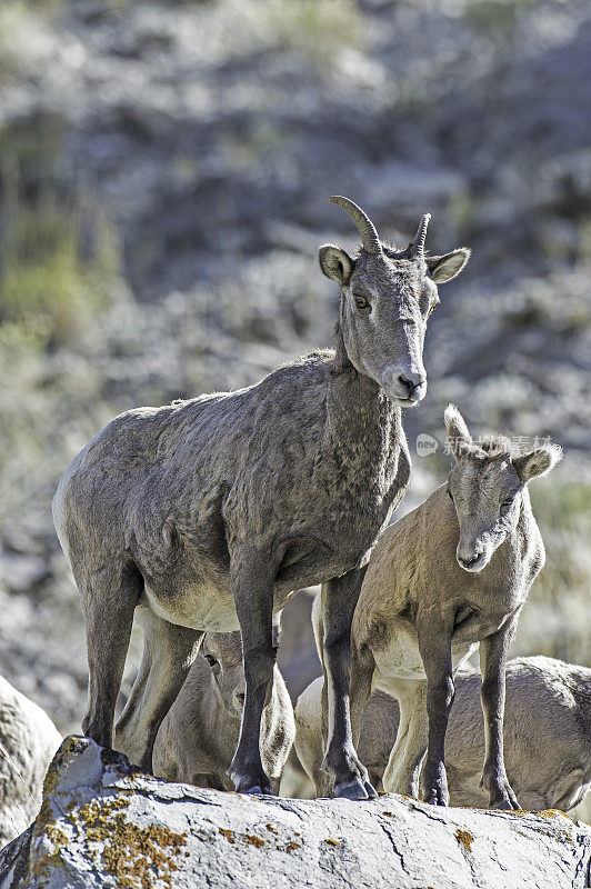 大角羊(Ovis canadensis)是一种原产于北美的绵羊，在怀俄明州的黄石国家公园发现。母亲和小动物。